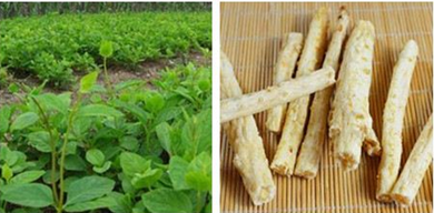中國天然植物提取物行業(yè)市場(chǎng)淺析